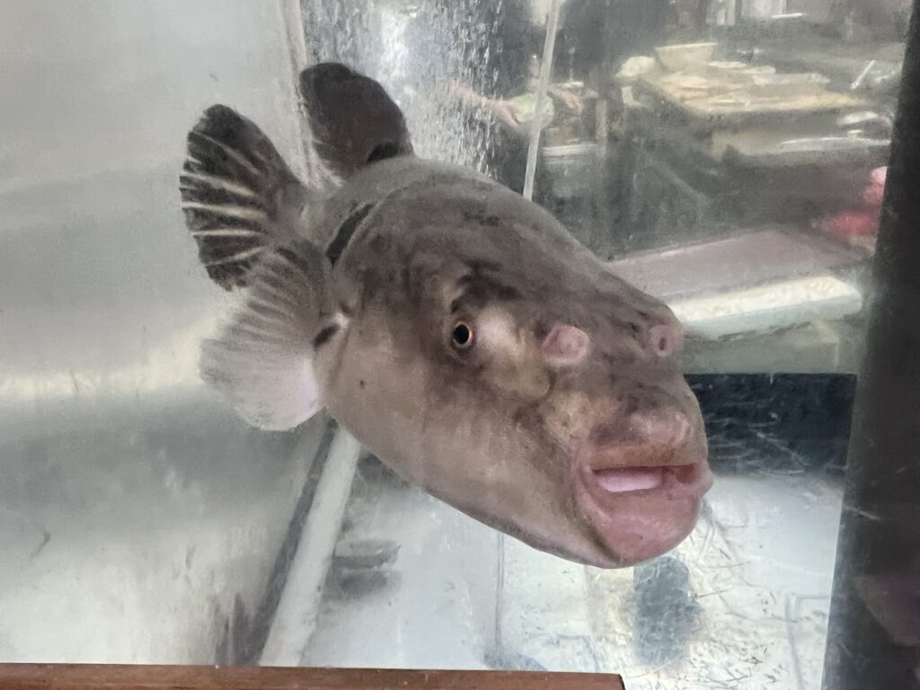 割烹桂生簀のフグ