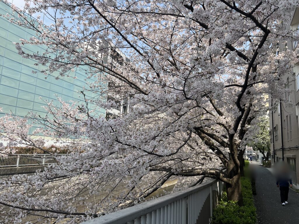 ちょりんの近くの神田川の桜2