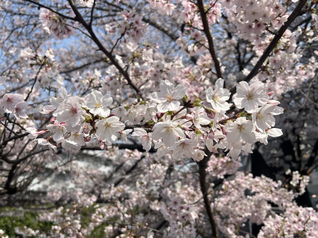 ちょりんの近くの神田川の桜3