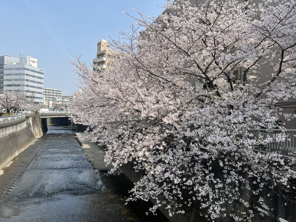 ちょりんの近くの神田川の桜1